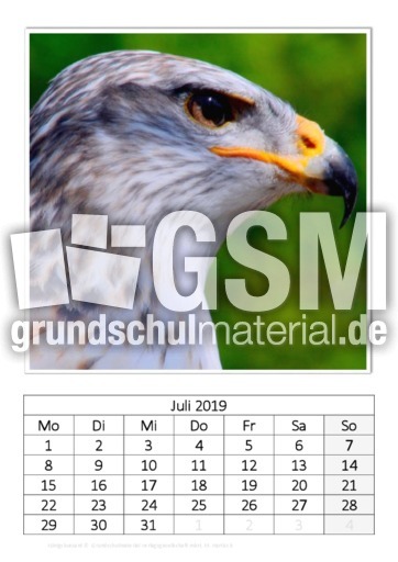 Juli_Königsbussard.pdf